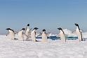 082 Antarctica, Brown Bluff, adeliepinguins